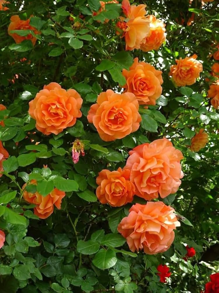 Climbing Rose seeds developing into elegant rose vines with fragrant blooms, perfect for trellises, arbors, and garden walls